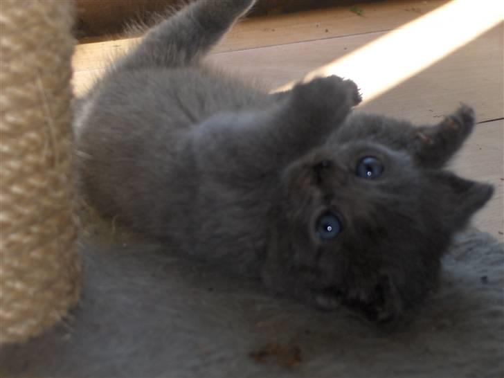 Blanding af racer fie billede 7