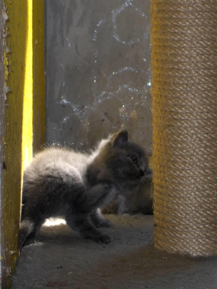 Blanding af racer fie billede 8