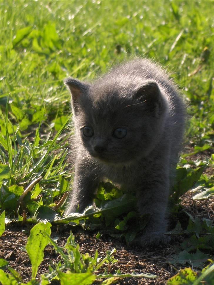 Blanding af racer fie billede 9