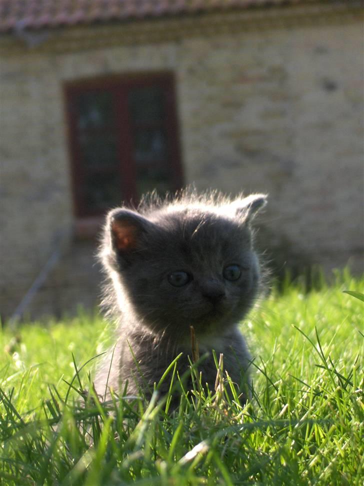 Blanding af racer fie billede 10