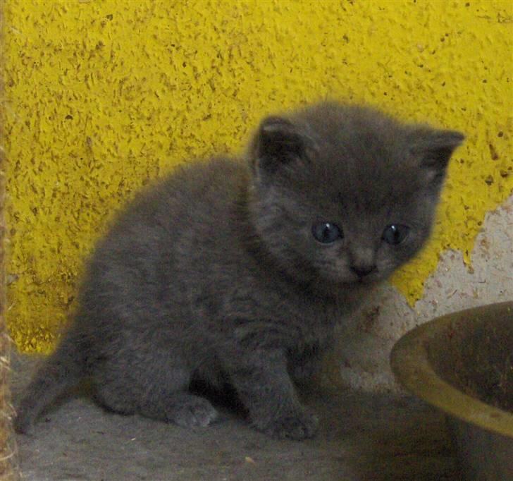 Blanding af racer fie billede 11