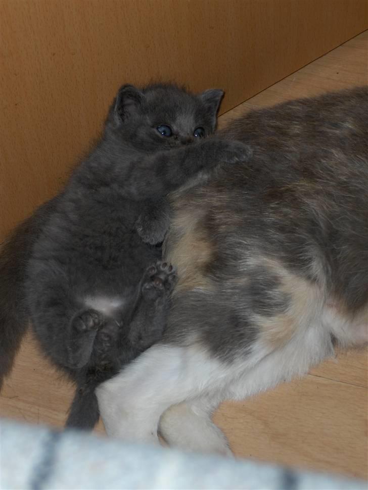 Blanding af racer fie billede 12