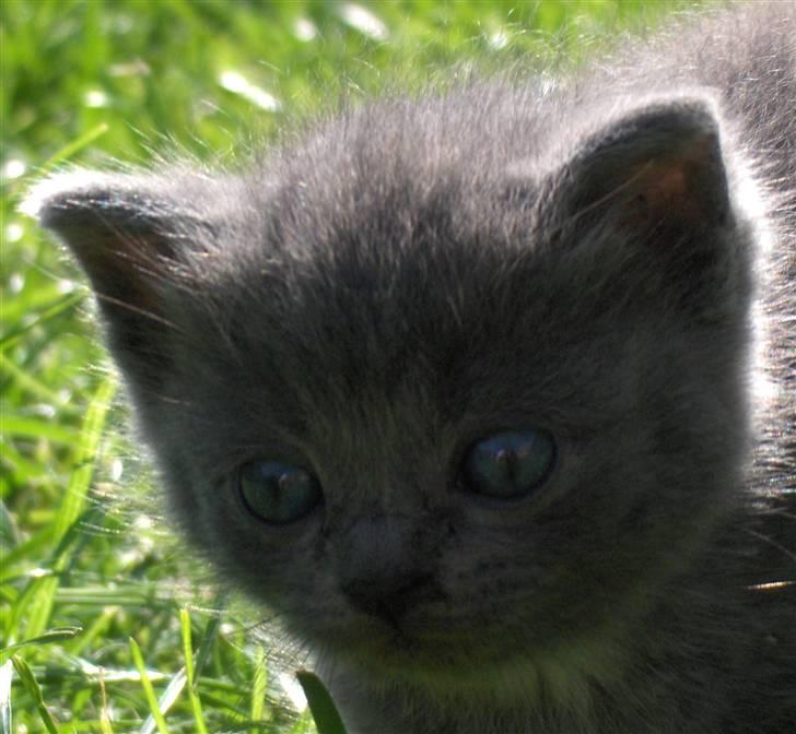 Blanding af racer fie billede 13