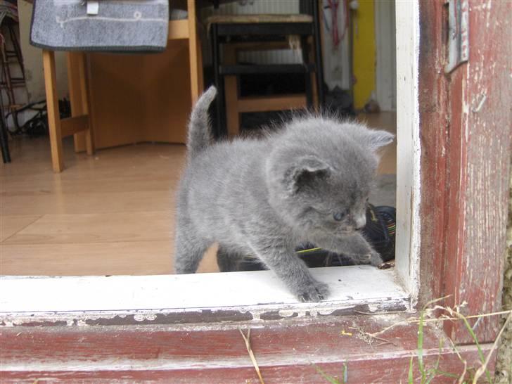 Blanding af racer fie billede 14