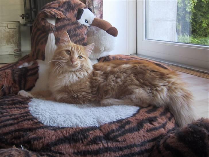 Blanding af racer Oilver billede 1