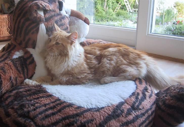 Blanding af racer Oilver billede 2