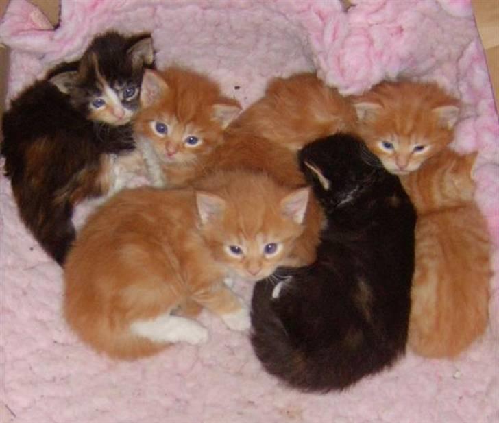 Blanding af racer Oilver - Oliver som lille sammen med hans søskende. billede 3