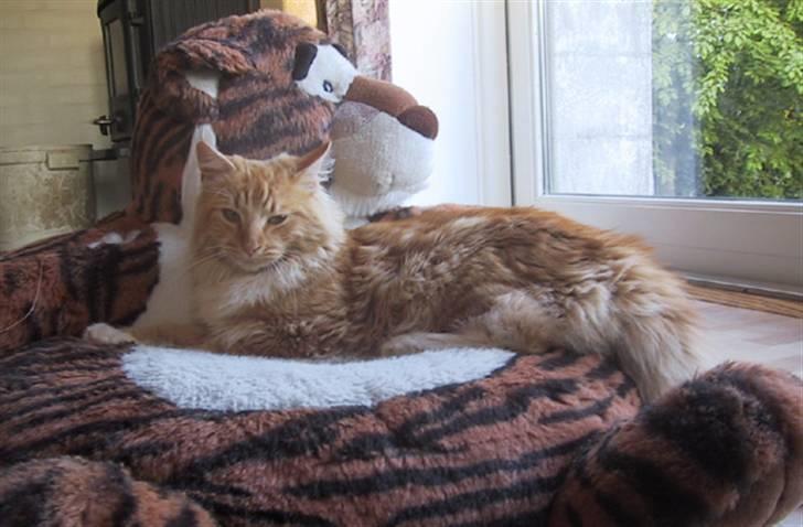 Blanding af racer Oilver billede 4