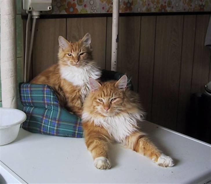 Blanding af racer Oilver - Oliver og hans bror fra et tidligere kuld.. billede 5