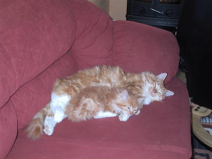 Blanding af racer Oilver billede 6