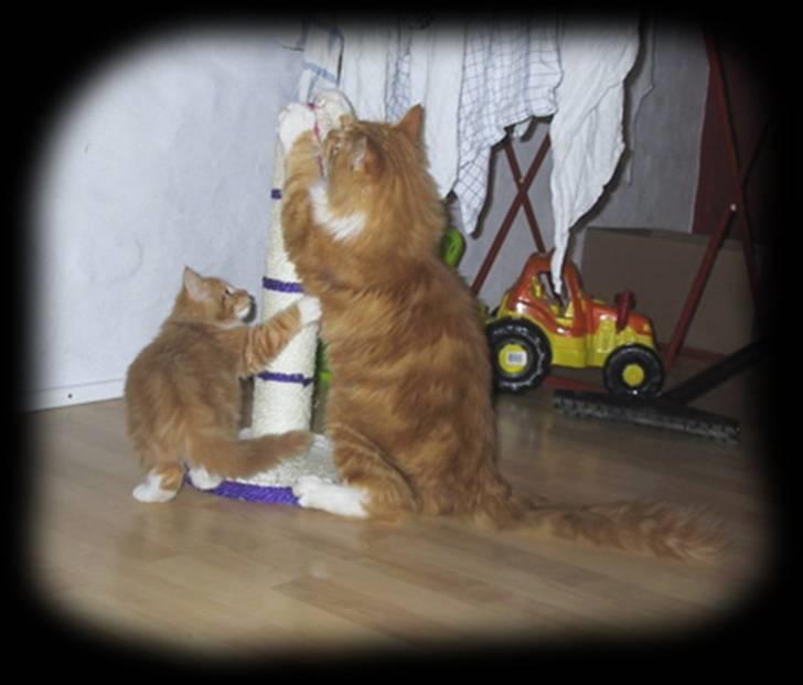 Blanding af racer Oilver billede 7