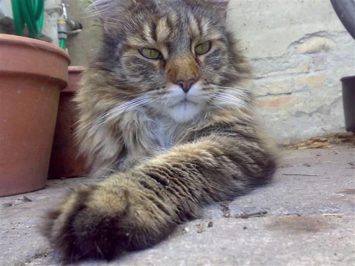 Maine Coon King Georg billede 3