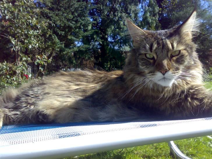 Maine Coon King Georg billede 7