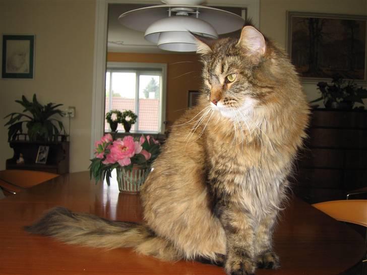 Maine Coon King Georg billede 8