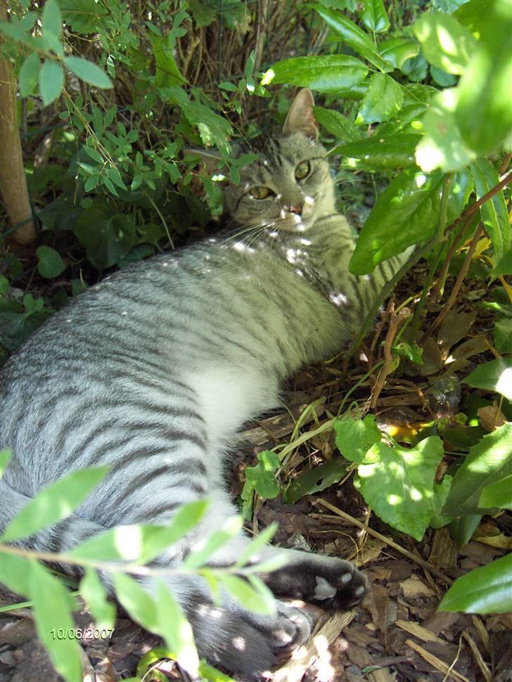 Blanding af racer Chili - Jeg er lige krøbet i skyggen på en af de varme dage.. billede 14