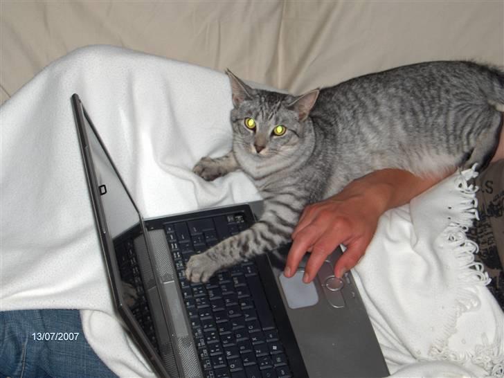 Blanding af racer Chili - Jeg elsker at ligge ved computeren og følge med eller tage mig en lur. billede 15