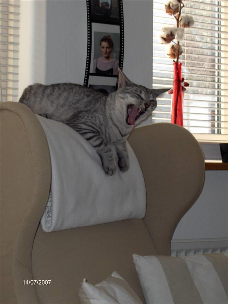 Blanding af racer Chili - Gaaaaab jeg er træt. billede 16