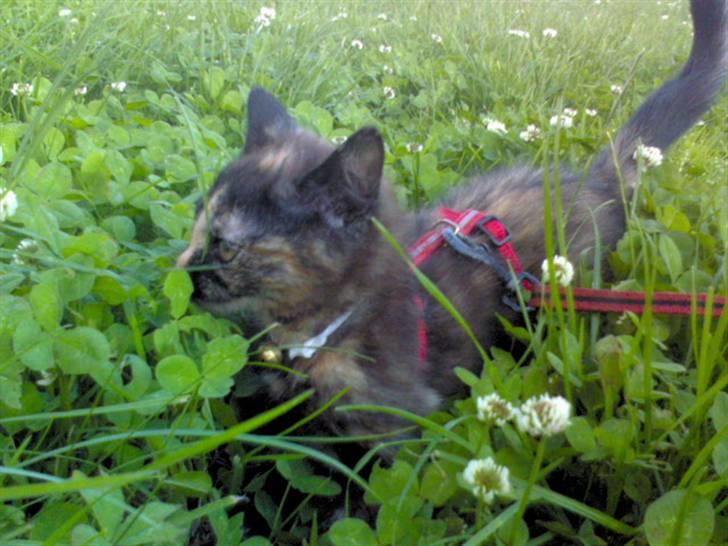 Huskat Naomi (solgt) - Første gang skatten er ude <3 billede 2