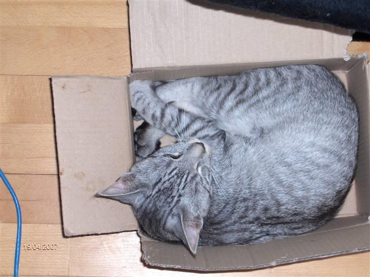 Blanding af racer Chili - Weeeeeeeeeee har fundet en kasse... Elsker bare kasse. billede 17