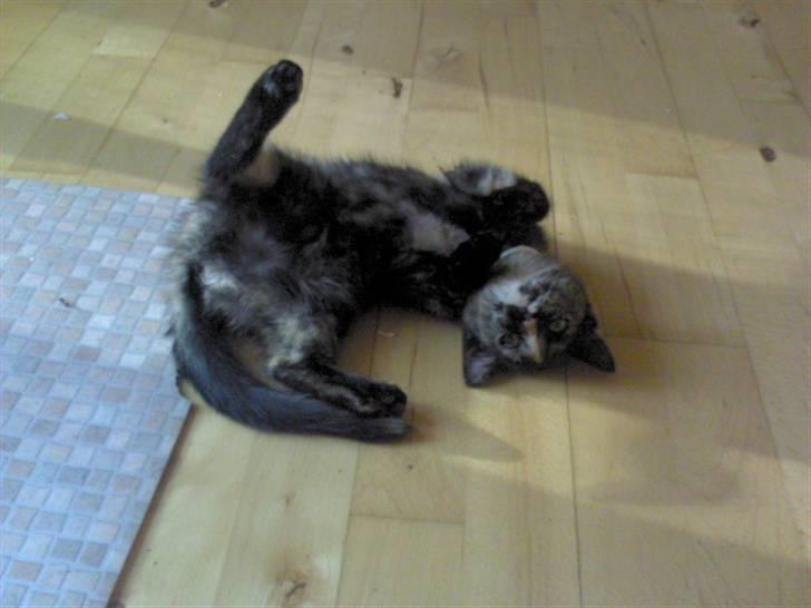 Huskat Naomi (solgt) - Elsker dig Naomi min lille bølle mis<33 billede 3