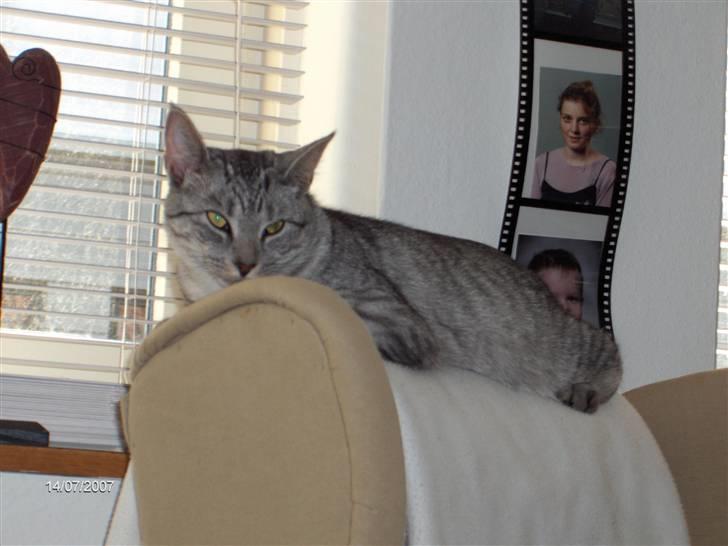 Blanding af racer Chili - Et dejligt sted at ligge, her kan jeg holde øje med det hele. Hvis jeg altså ikke falder i søvn! billede 18