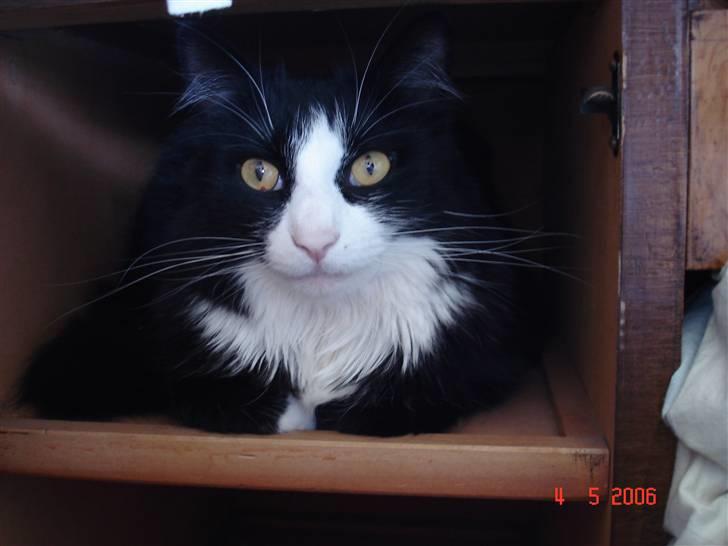 Huskat Tilde - Hun fandt lige vej ind i skabet og det var åbenbart dejligt. billede 6