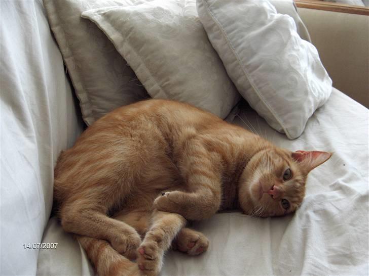 Blanding af racer Diego - Er blevet lidt træt efter en lang dag udenfor.  billede 14