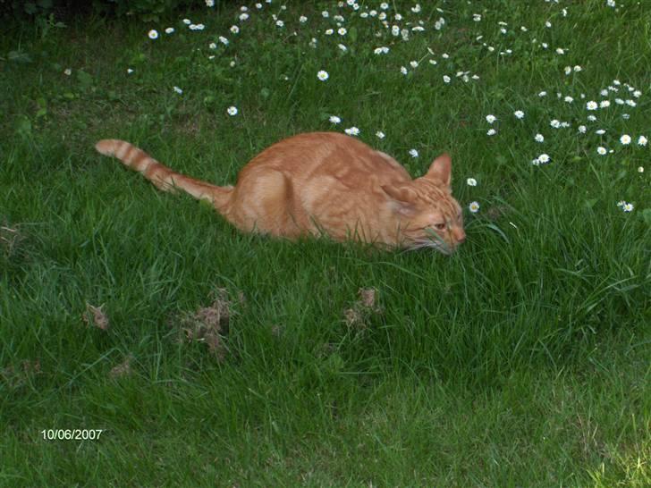 Blanding af racer Diego - Mums græs er bare for lækkert. billede 15