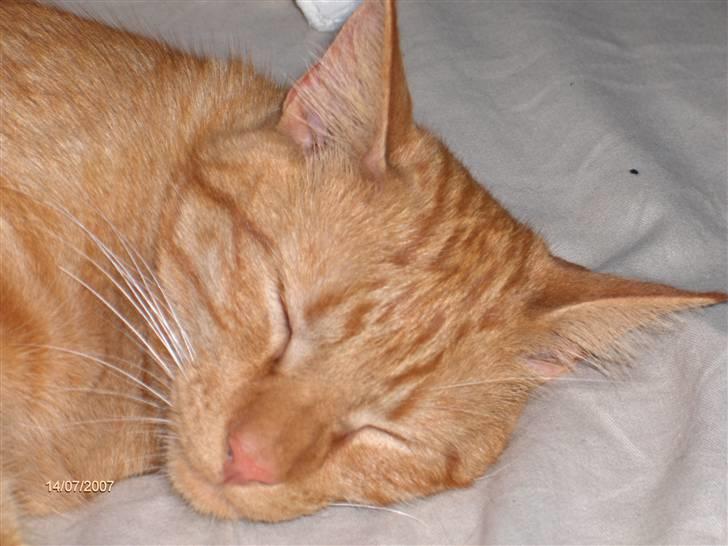 Blanding af racer Diego - Er jeg ikke dejlig, når jeg sover.. billede 16