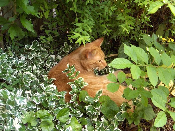 Blanding af racer Diego - Ah, godt man kan kravle ind i hækken i haven, når det biver for varmt. billede 17