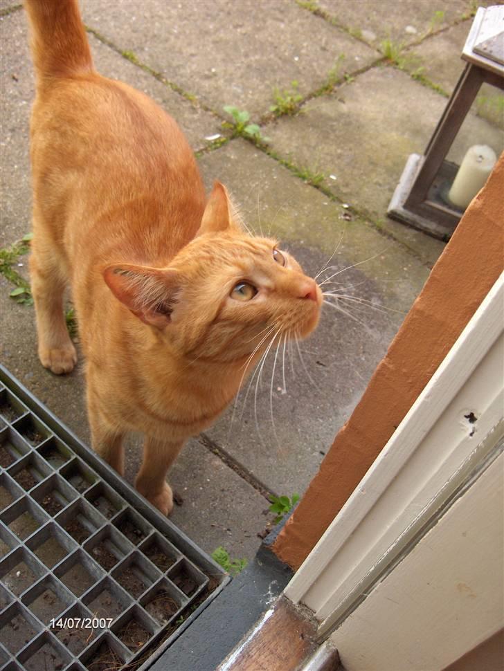 Blanding af racer Diego - Tror lige jeg har fået øje på et dyr eller... billede 18