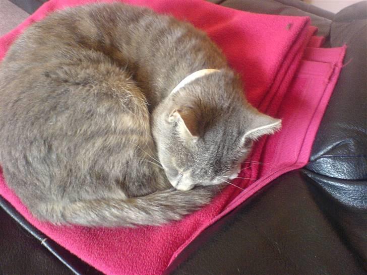 Huskat emma<33(L) - zzzz jeq er træt;;b billede 2