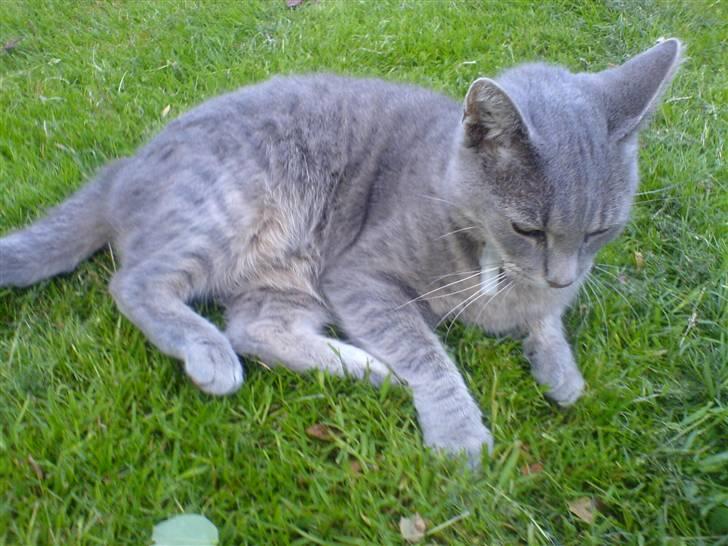 Huskat emma<33(L) billede 3