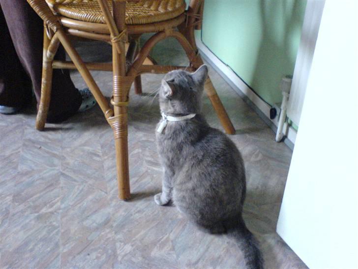 Huskat emma<33(L) - ska man hoppe op?(L) billede 5