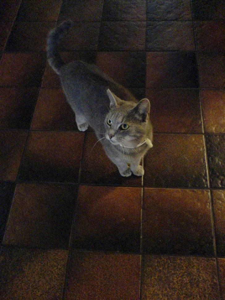 Huskat emma<33(L) - lisa s bøllemis;b elsker dig emma<3 billede 6