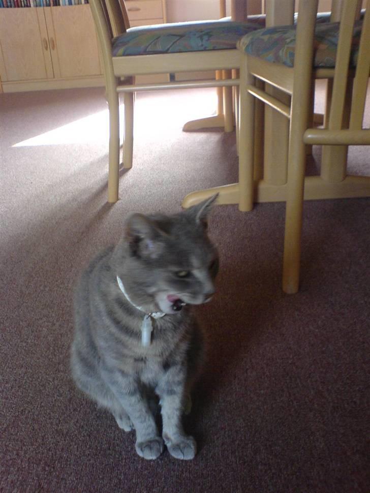 Huskat emma<33(L) - qab jeq et træt billede 7