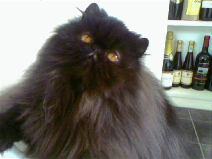 Perser Buffy billede 18