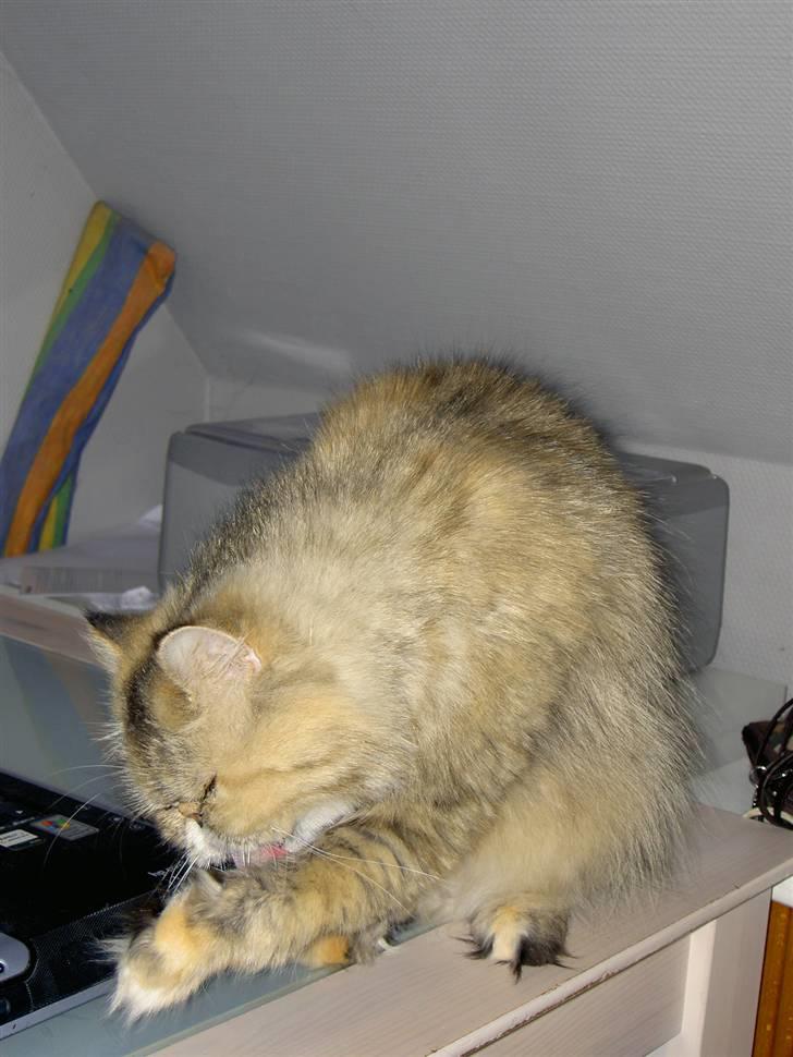 Perser Sofie - 8) Sofie slikker lige sin fod. billede 8