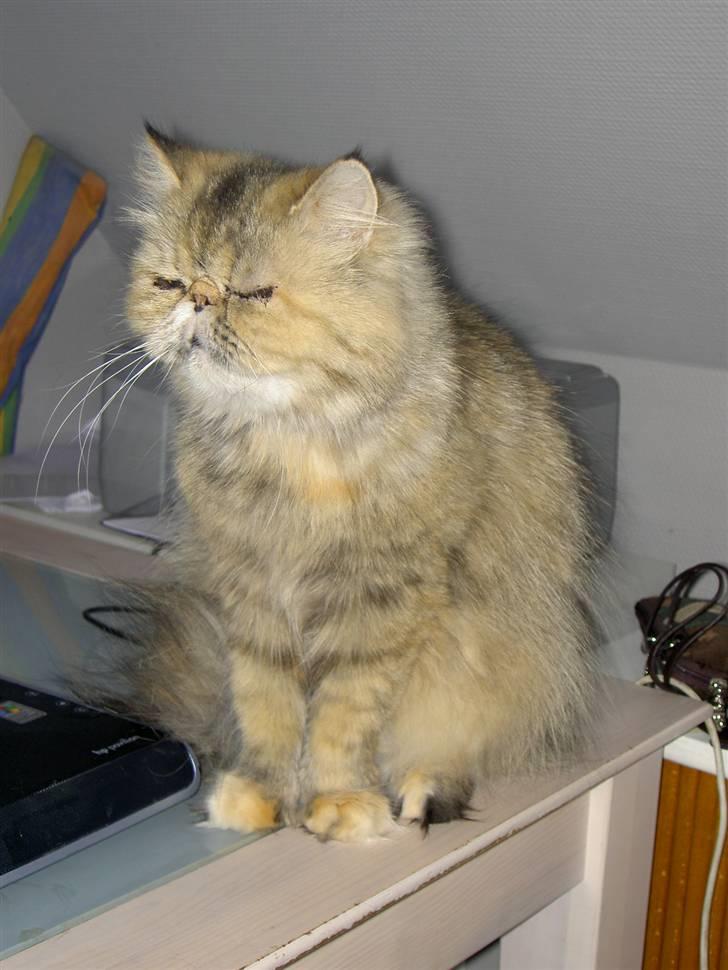 Perser Sofie - 9) Sofie er lidt træt. billede 9