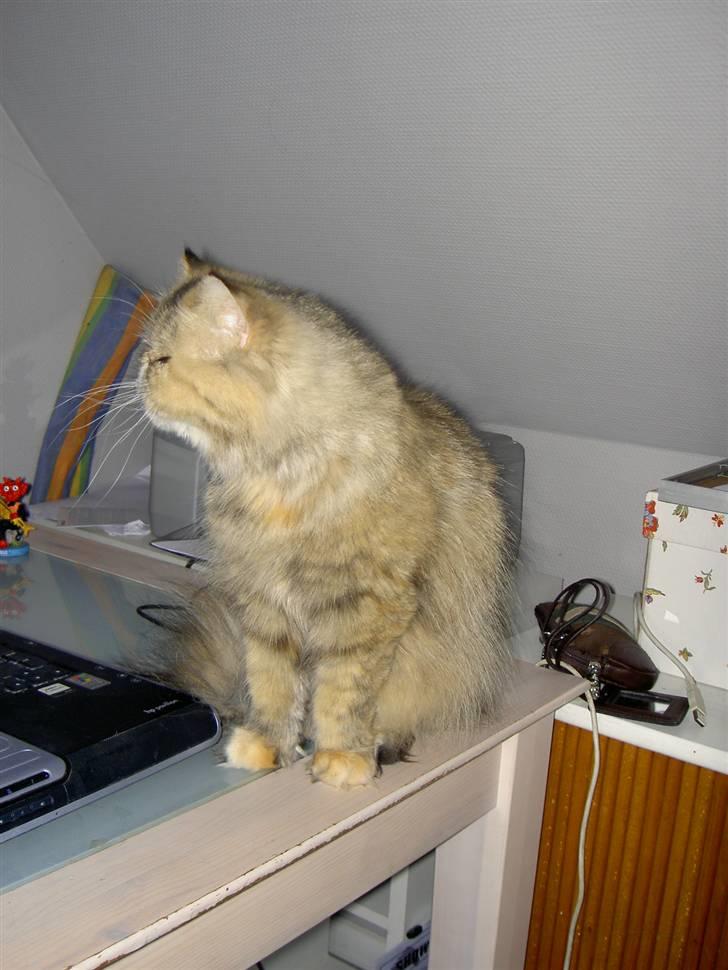 Perser Sofie - 10) nu gider Sofie ikke at have taget flere billeder:-P billede 10