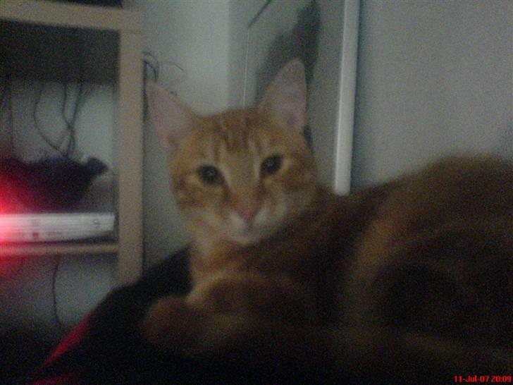 Huskat Mikkel(solgt) billede 14