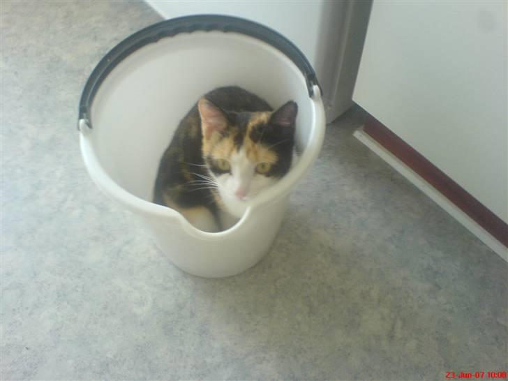 Blanding af racer olivia - Olivia den spand skal vi altså bruge tikl at rense arkvarium med ;B billede 17