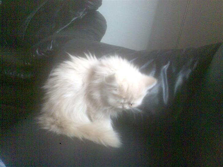 Blanding af racer Isabella billede 5