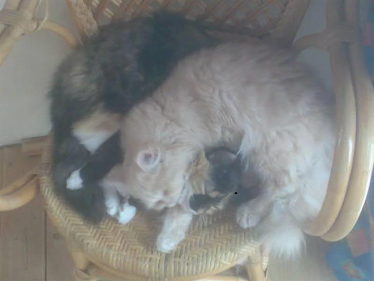 Blanding af racer Isabella billede 6