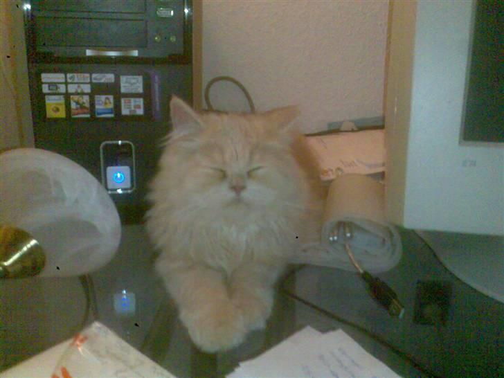 Blanding af racer Isabella billede 7