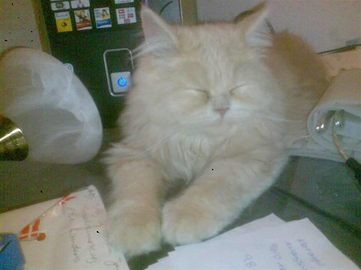 Blanding af racer Isabella billede 8