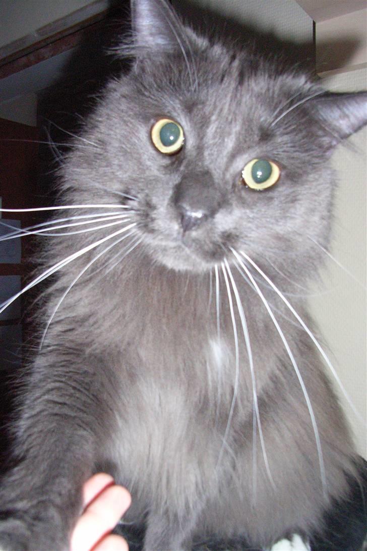 Blanding af racer Pepsi - Se, jeg kan gi pote billede 1