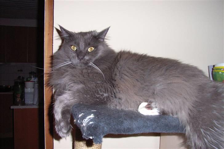 Blanding af racer Pepsi - Hvad vil du? billede 2