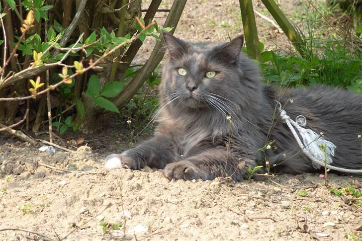 Blanding af racer Pepsi - Pepsi er ude og nyde naturen billede 3