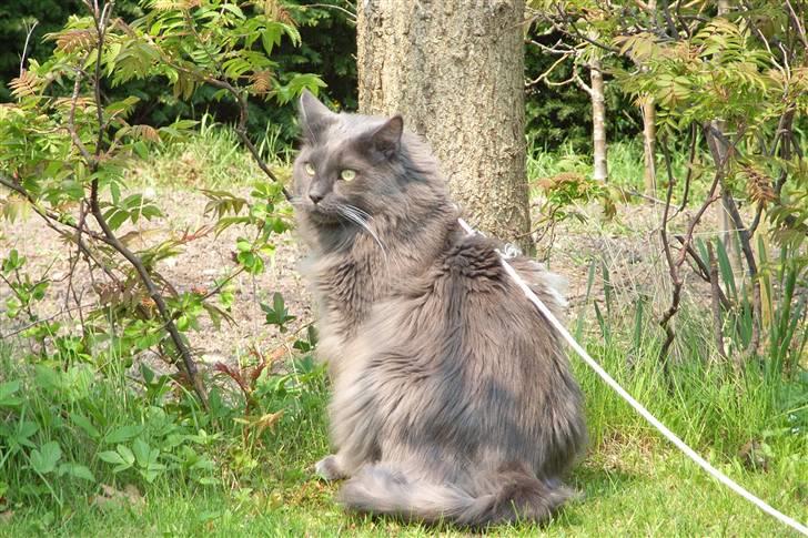 Blanding af racer Pepsi - Pepsi i naturen igen billede 4